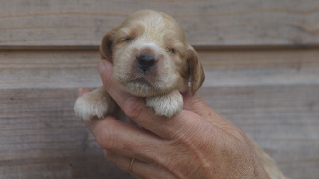 Des Terres De Beaulieu - Chiots disponibles - Cocker Spaniel Anglais