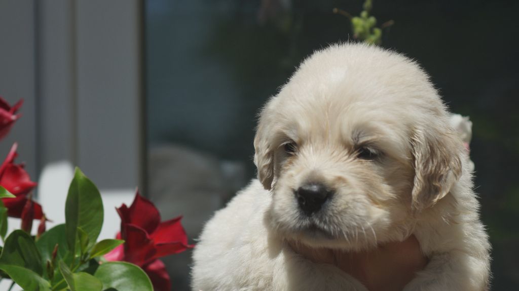 Des Terres De Beaulieu - Chiots disponibles - Golden Retriever