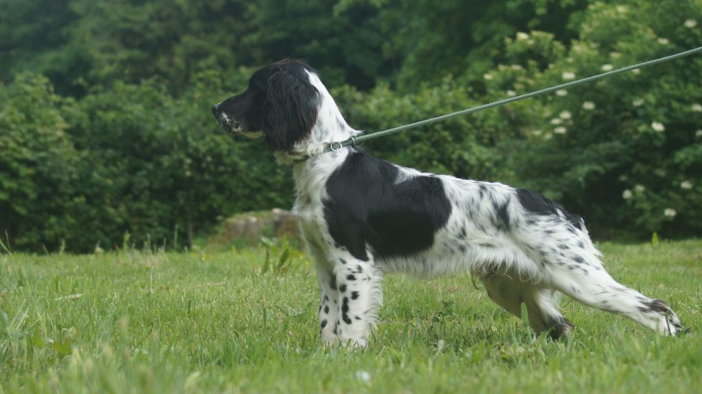 Des Terres De Beaulieu - English Springer Spaniel - Portée née le 21/08/2024