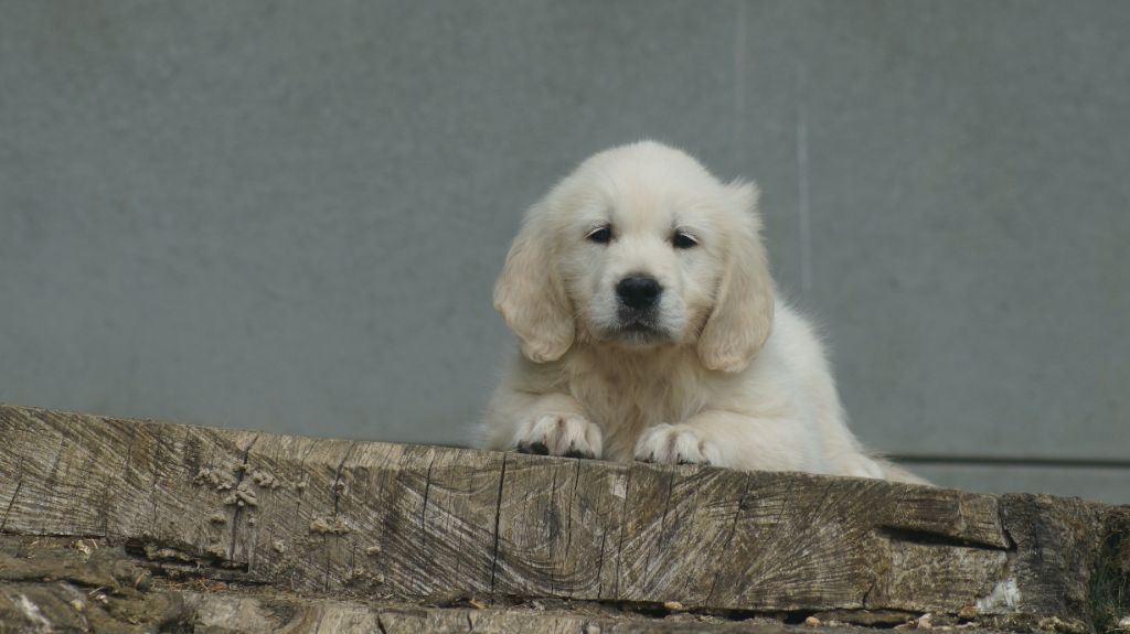 Des Terres De Beaulieu - Chiots disponibles - Golden Retriever