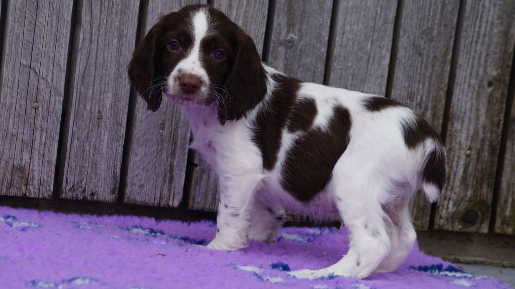 Des Terres De Beaulieu - English Springer Spaniel - Portée née le 02/03/2024
