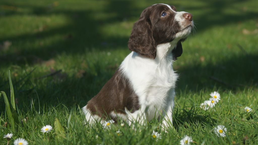 Des Terres De Beaulieu - English Springer Spaniel - Portée née le 19/02/2025