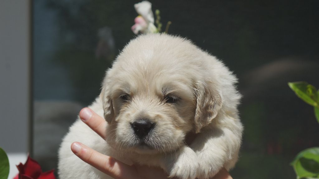 Des Terres De Beaulieu - Chiots disponibles - Golden Retriever
