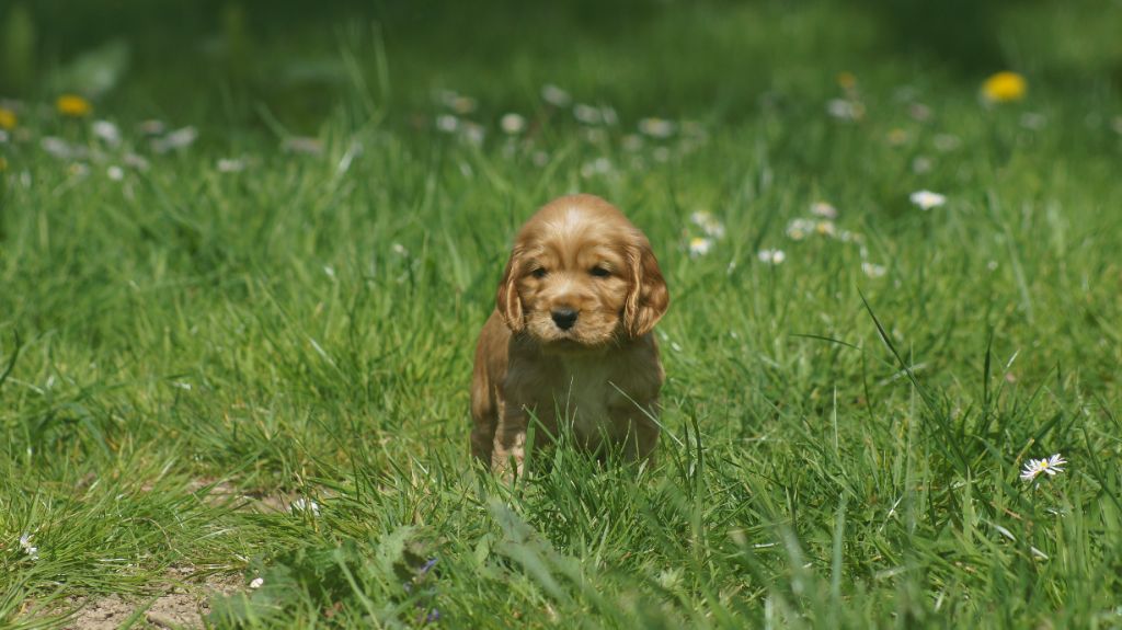 Des Terres De Beaulieu - Chiots disponibles - Cocker Spaniel Anglais