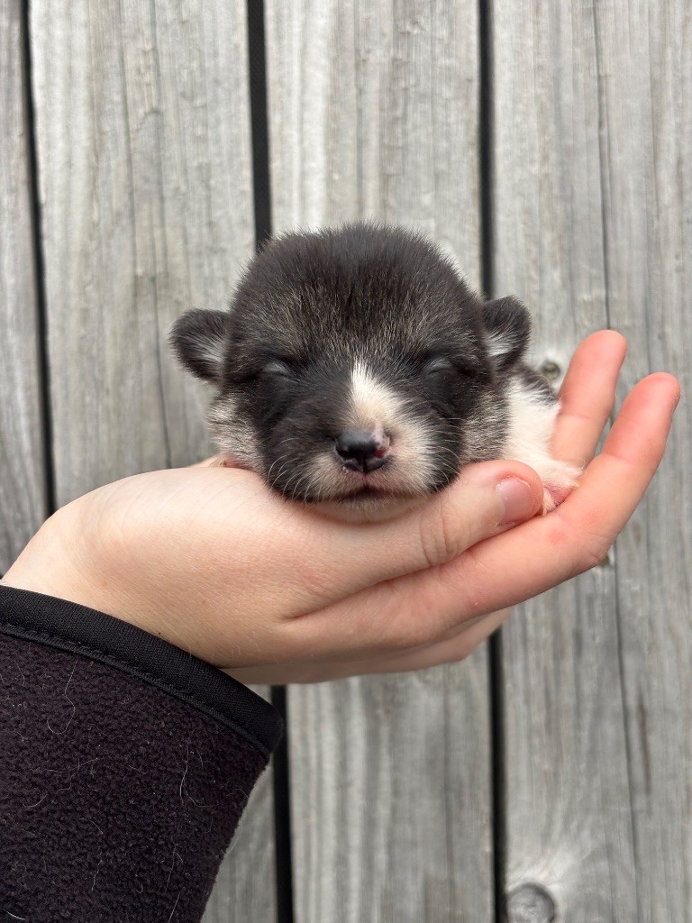 Des Terres De Beaulieu - Chiots disponibles - Welsh Corgi Pembroke