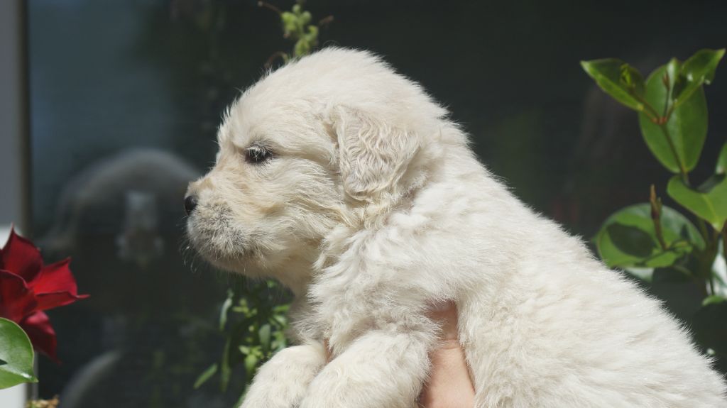 Des Terres De Beaulieu - Chiots disponibles - Golden Retriever