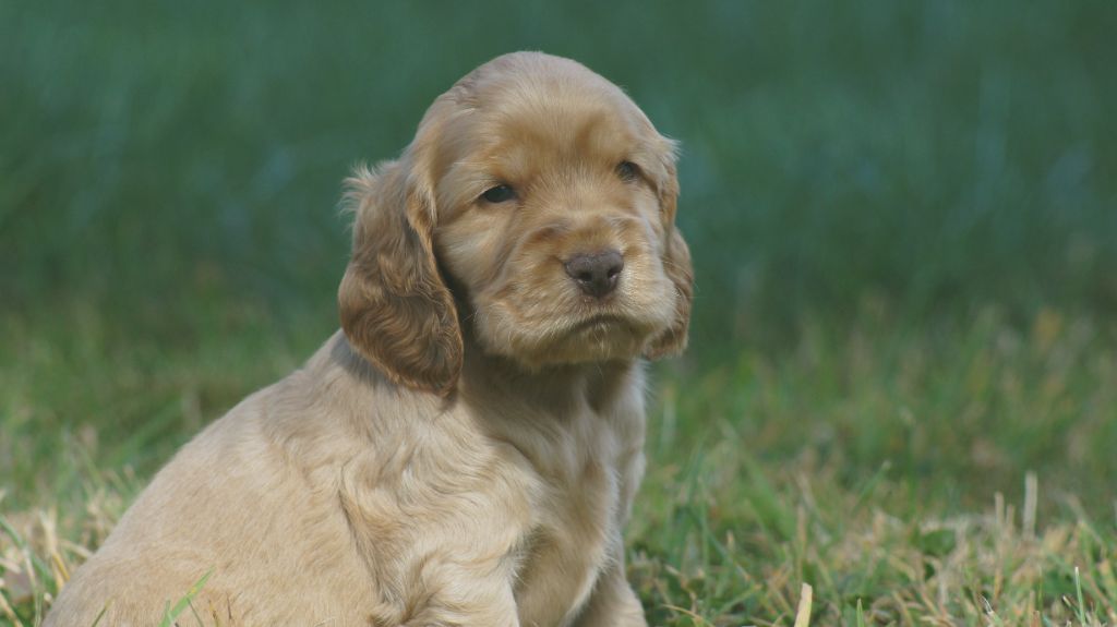 Des Terres De Beaulieu - Chiots disponibles - Cocker Spaniel Anglais