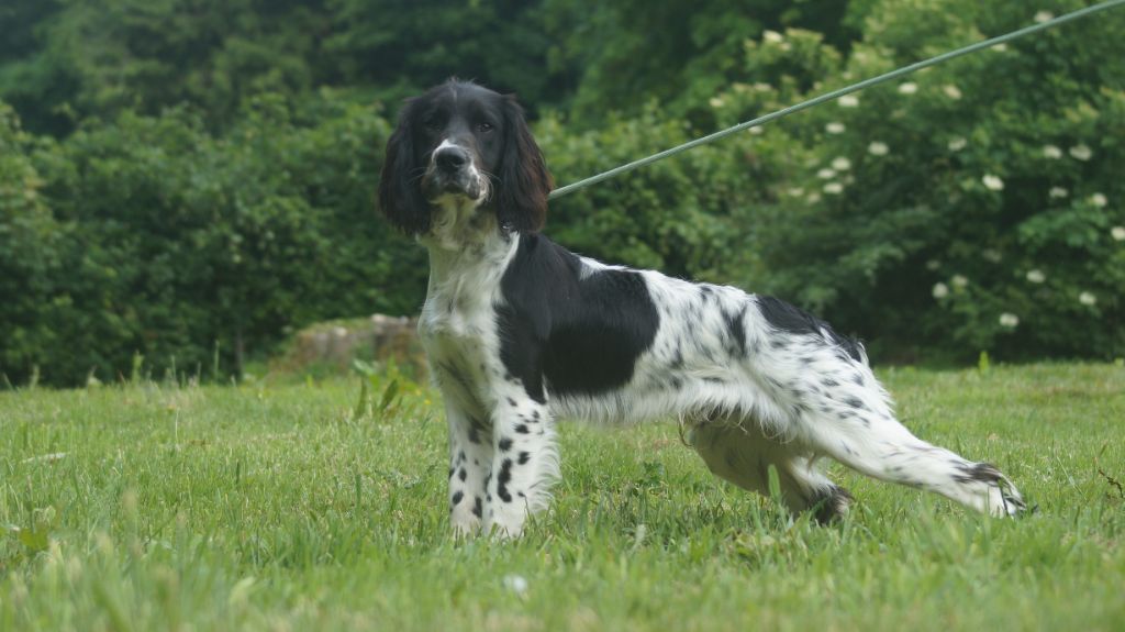Des Terres De Beaulieu - Chiots disponibles - English Springer Spaniel