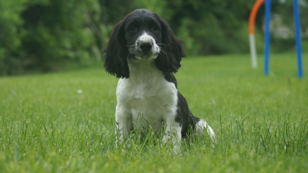 Des Terres De Beaulieu - Chiots disponibles - English Springer Spaniel