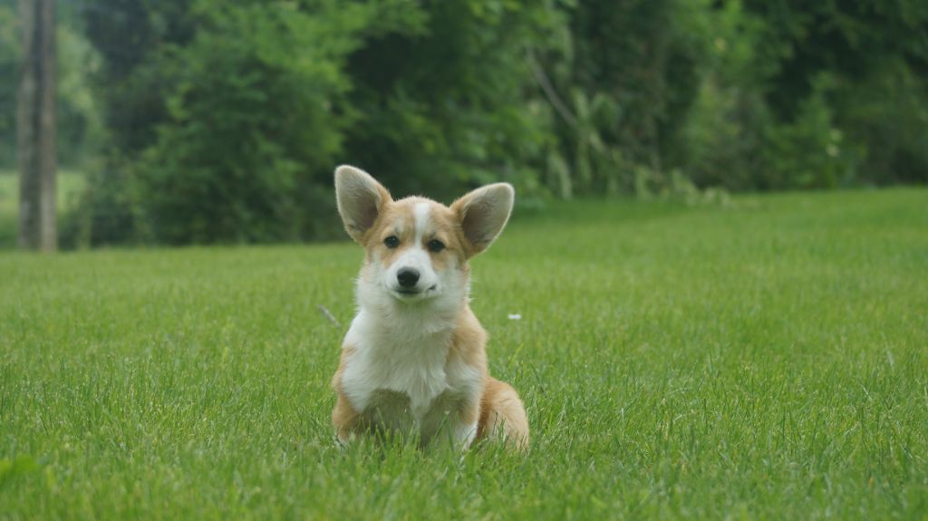 Des Terres De Beaulieu - Chiots disponibles - Welsh Corgi Pembroke