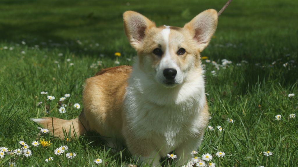 Des Terres De Beaulieu - Chiots disponibles - Welsh Corgi Pembroke