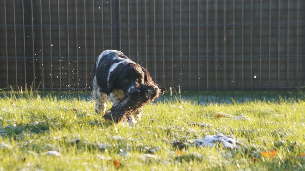 Des Terres De Beaulieu - English Springer Spaniel - Portée née le 10/07/2022