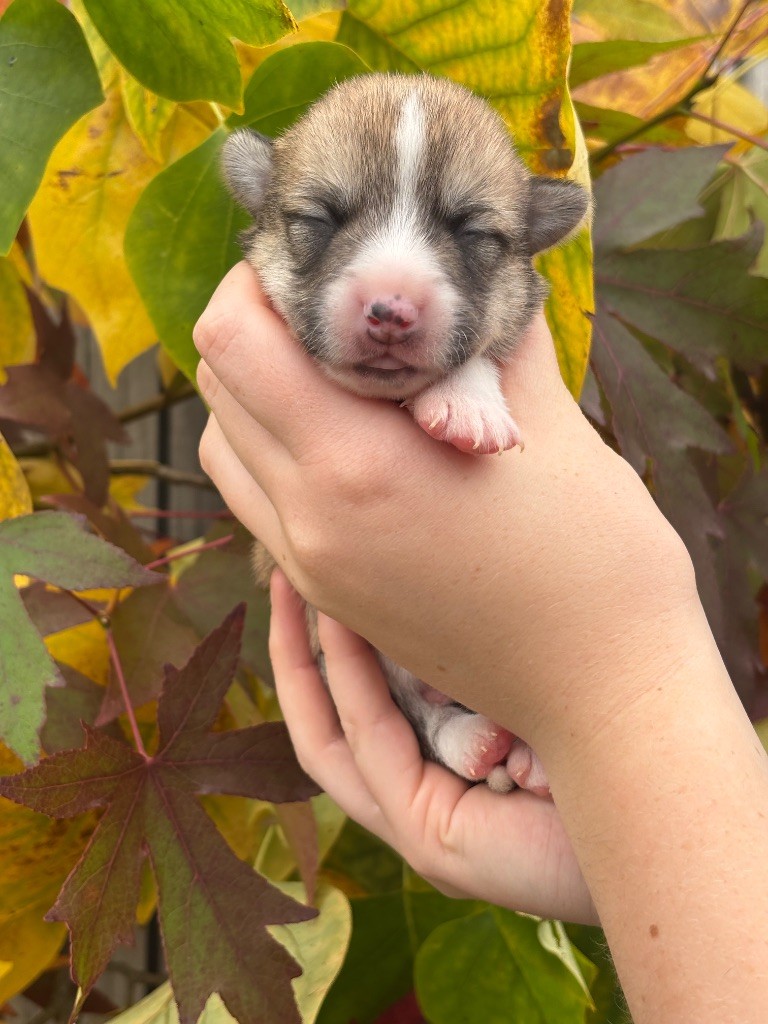 Des Terres De Beaulieu - Chiots disponibles - Welsh Corgi Pembroke