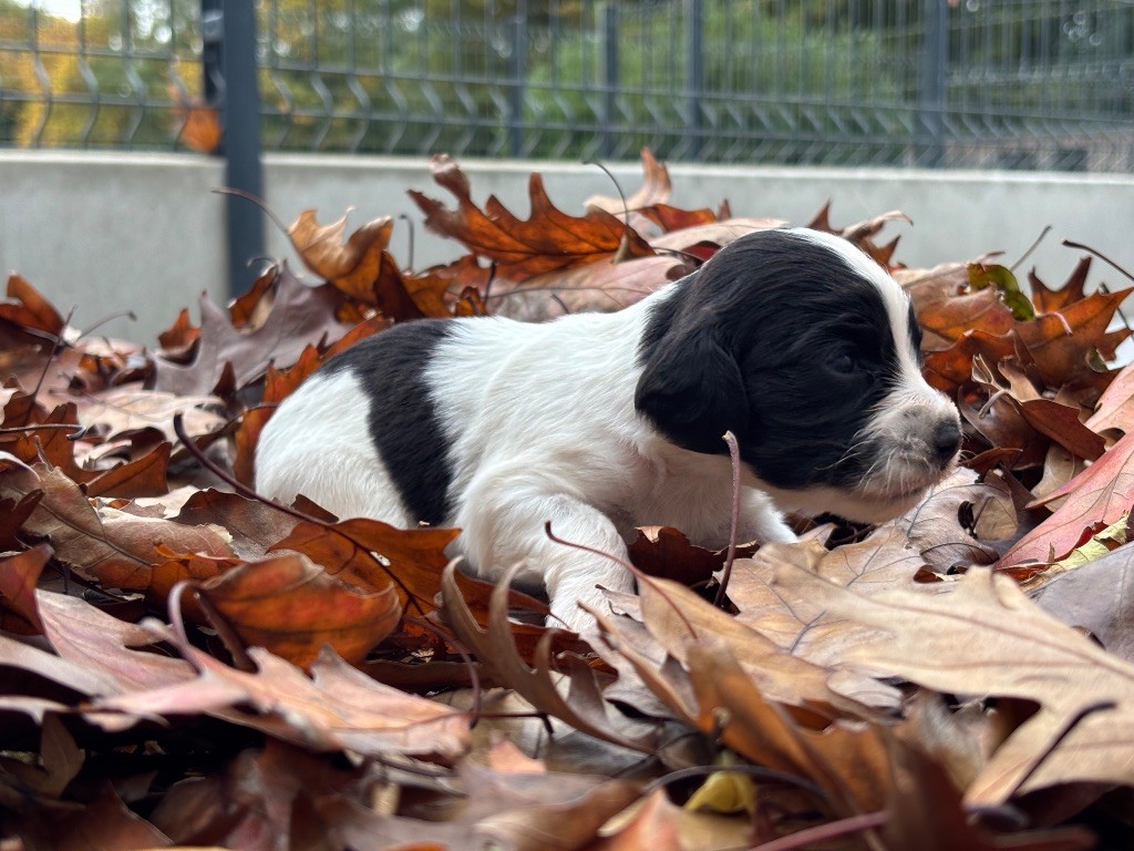 Des Terres De Beaulieu - Chiots disponibles - English Springer Spaniel