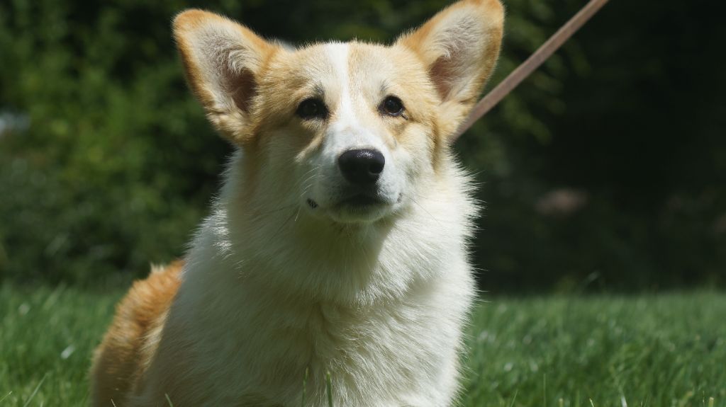 Des Terres De Beaulieu - Chiots disponibles - Welsh Corgi Pembroke