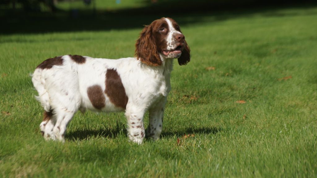 Des Terres De Beaulieu - English Springer Spaniel - Portée née le 25/03/2023