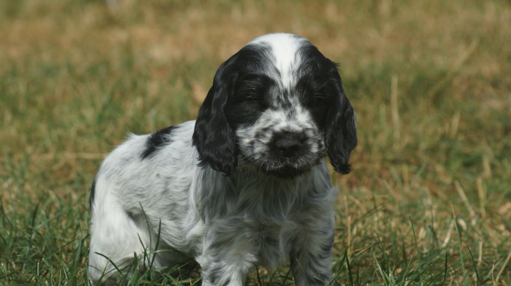 Des Terres De Beaulieu - Chiots disponibles - Cocker Spaniel Anglais