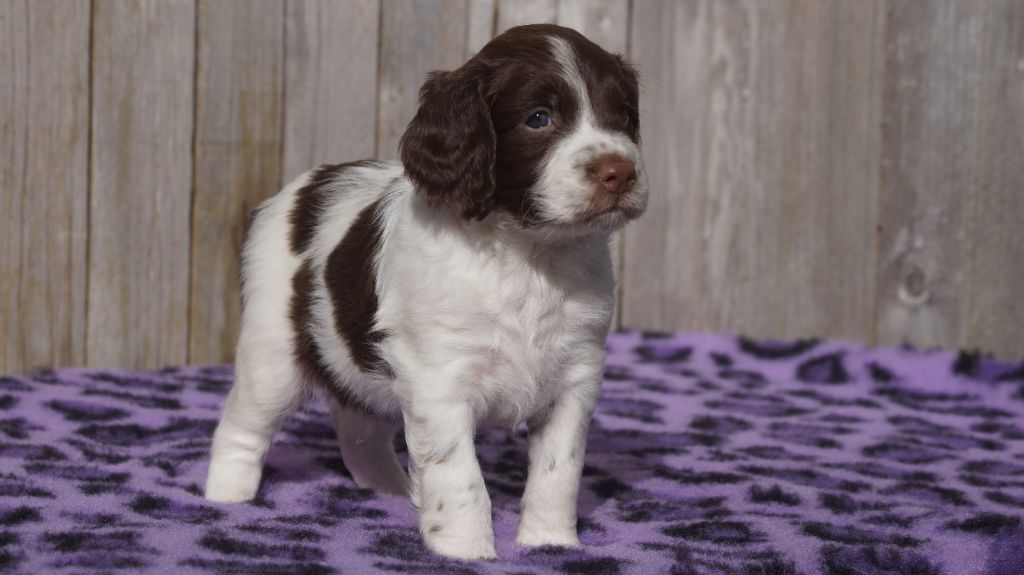 Des Terres De Beaulieu - English Springer Spaniel - Portée née le 27/08/2023